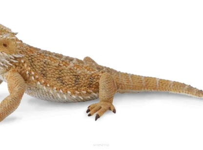 Gady i płazy
