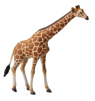 COLLECTA 88534 ŻYRAFA SIATKOWANA SOMALIJSKA SAMIEC XL