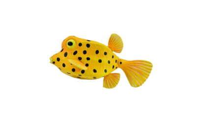 COLLECTA 88788 KOSTERA GRUZEŁKOWATA S