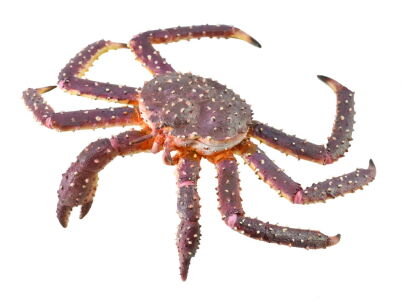 COLLECTA 88851 KRAB KRÓLEWSKI XL