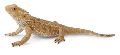 COLLECTA 88567 AGAMA BRODATA POGONA L