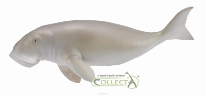 COLLECTA 88766 DIUGOŃ PRZYBRZEŻNY L