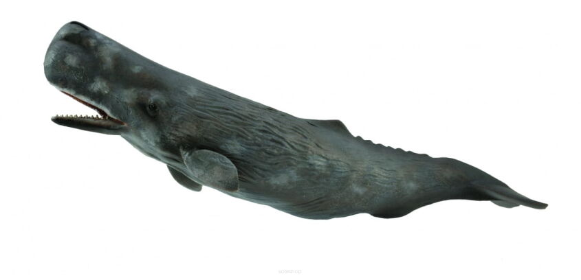 COLLECTA 88835 KASZALOT SPERMACETOWY XL