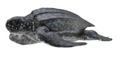 COLLECTA 88680 ŻÓŁW SKÓRZASTY M