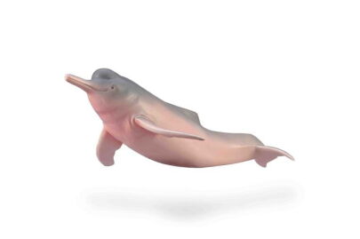 COLLECTA 88994 INIA AMAZOŃSKA M