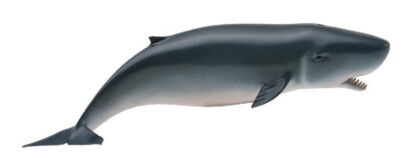 COLLECTA 88653 KASZALOT MAŁY M / KOGIA KRÓTKOGŁOWA