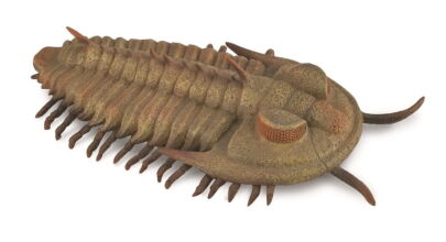 COLLECTA 88906 TRYLOBIT REDLICHA REX L