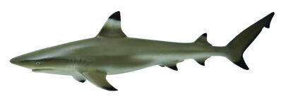 COLLECTA 88726 ŻARŁACZ RAFOWY CZARNOPŁETWY M