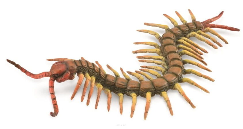 COLLECTA 88885 SKOLOPENDRA L