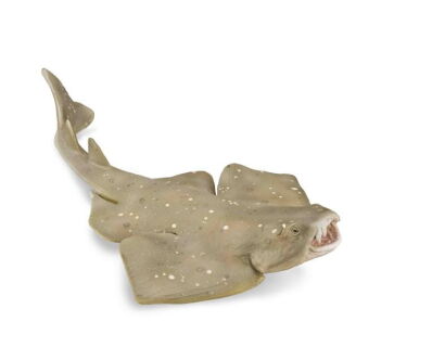 COLLECTA 88999 RASZPLA ZWYCZAJNA M