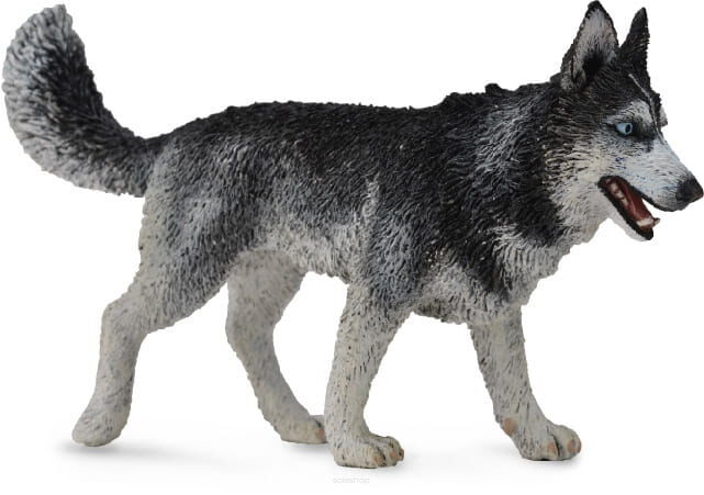 COLLECTA 88707 PIES SYBERYJSKI HUSKY L