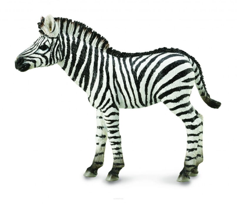 COLLECTA 88850 MŁODA ZEBRA M