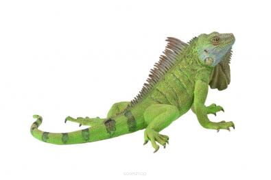 COLLECTA 88965 IGUANA / LEGWAN ZIELONY XL